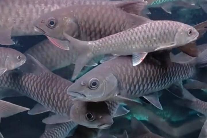 Populasi Ikan Dewa Sisa 20 Persen, Dulu Digadang Jadi Ikon Magetan 