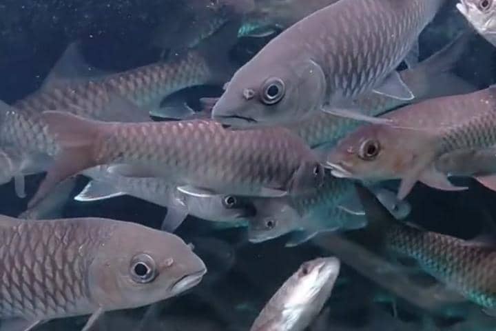 Populasi Ikan Dewa yang ditebar di Telaga Sarangan Magetan menyusut. IDN Times/Istimewa.