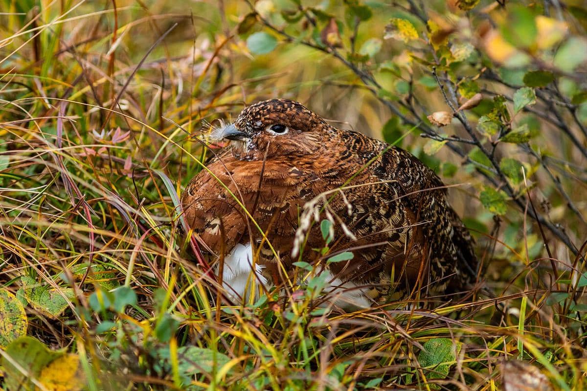 Willow Ptarmigan