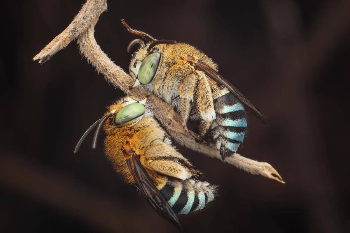 blue-banded bee