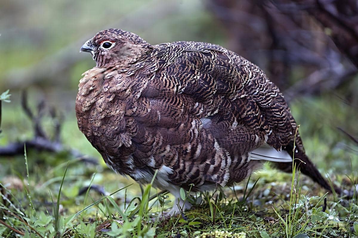 5 Fakta Willow Ptarmigan, Burung Arktik yang Berubah Warna Sesuai Musim