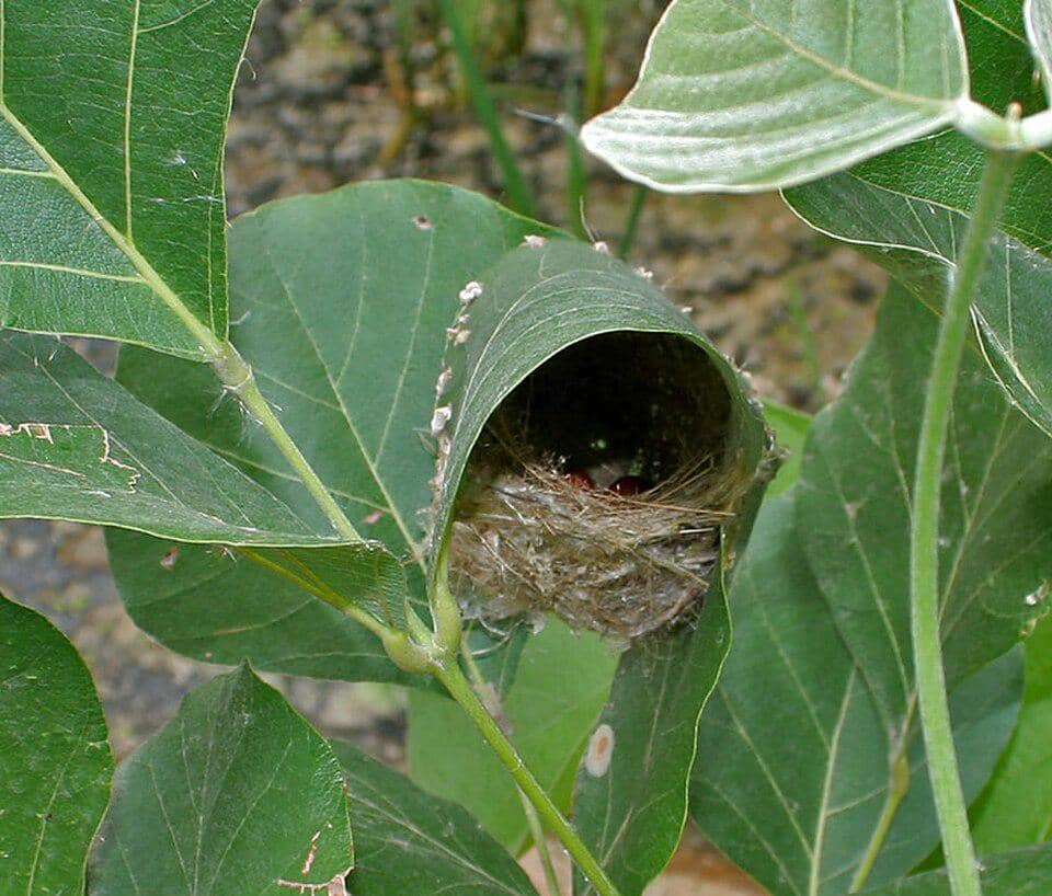 Sarang burung penjahit