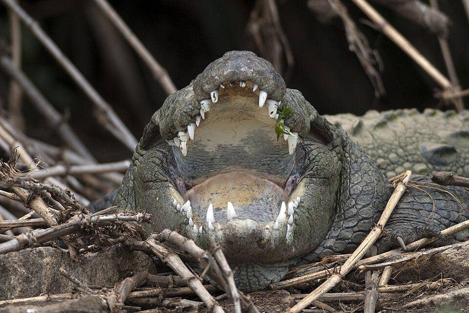 Buaya rawa berjemur sambil membuka mulut.