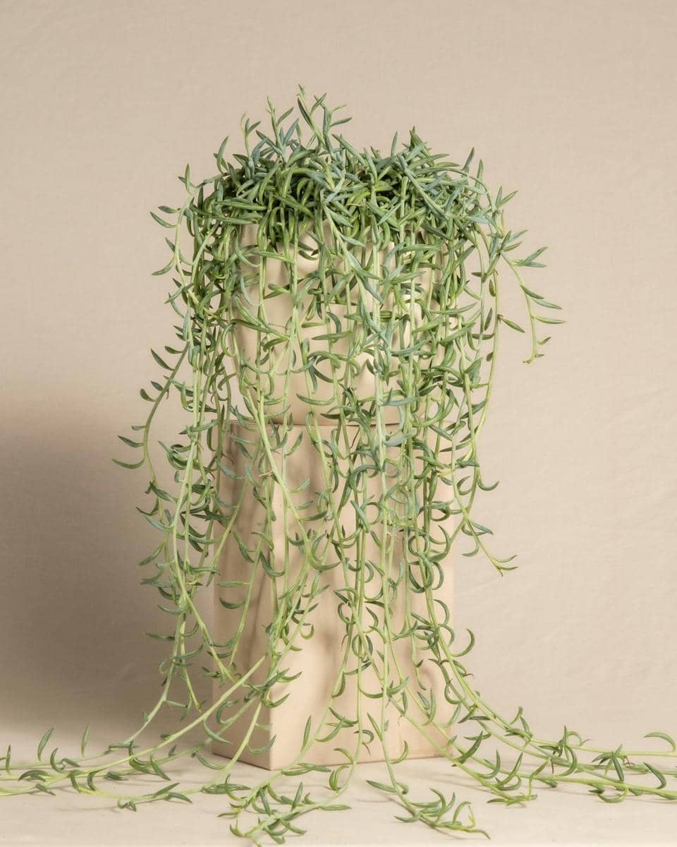 ilustrasi senecio radicans