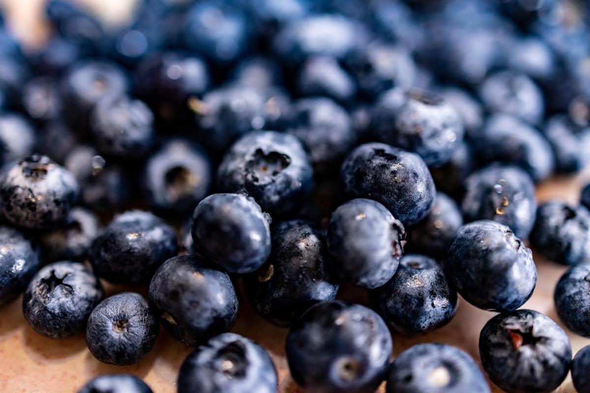 ilustrasi buah blueberry