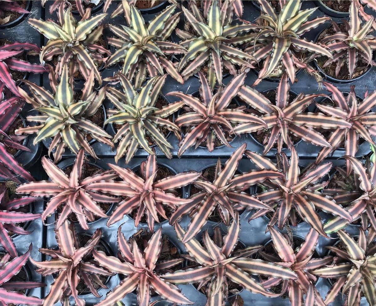 Cryptanthus bivittatus