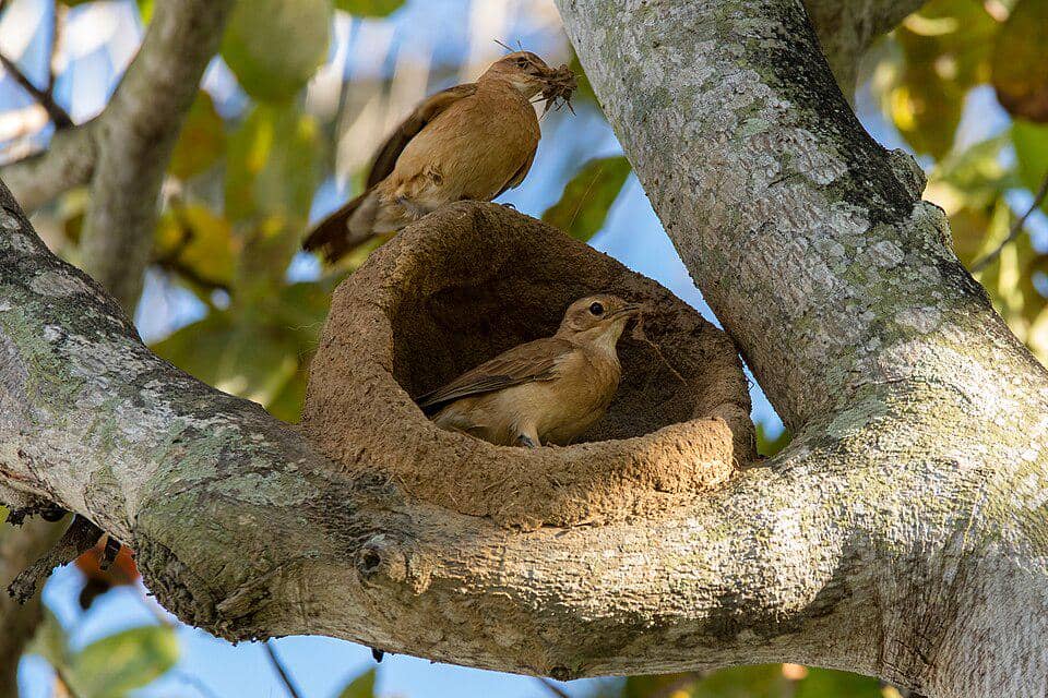 Burung rufous hornero