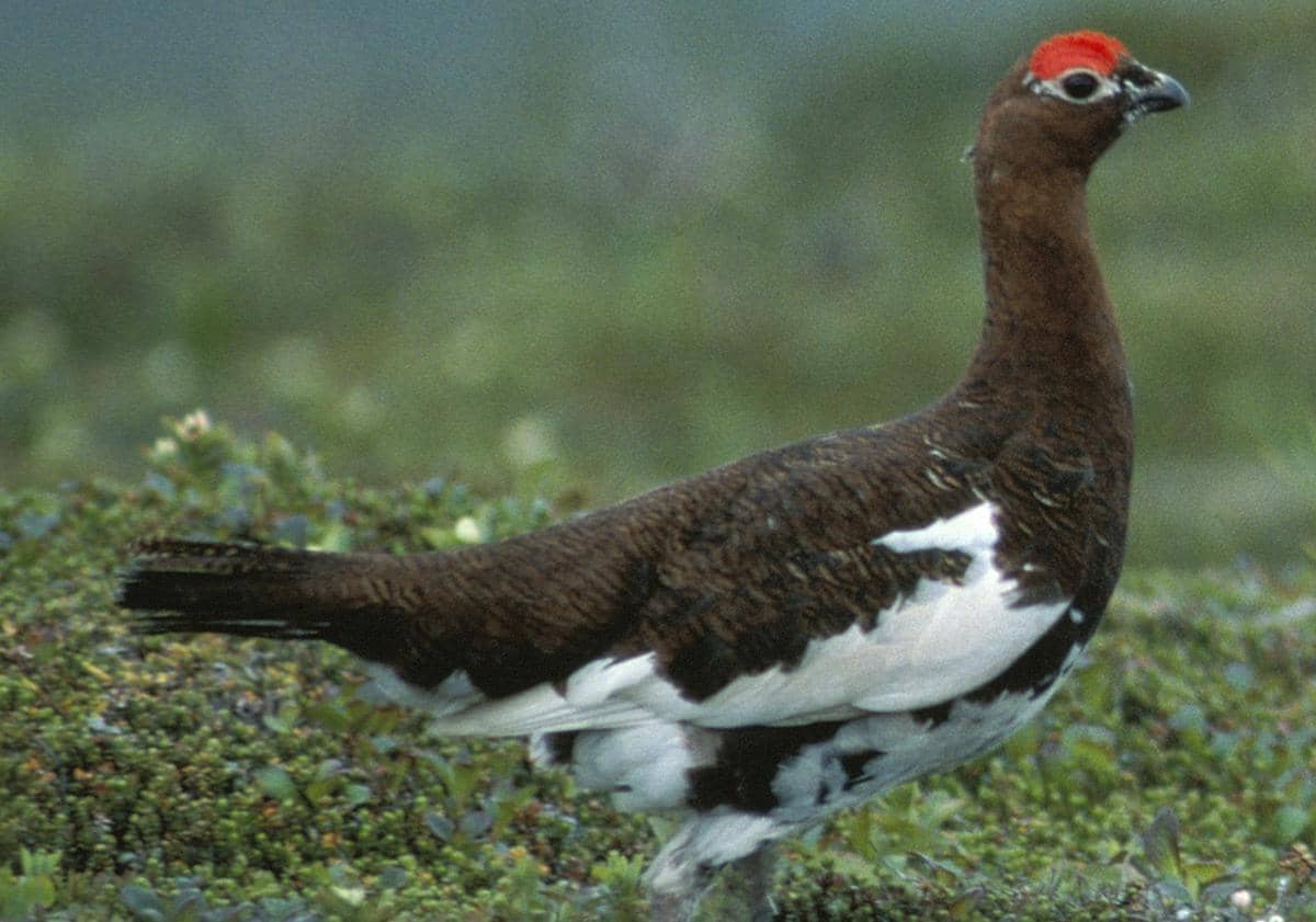 Willow Ptarmigan