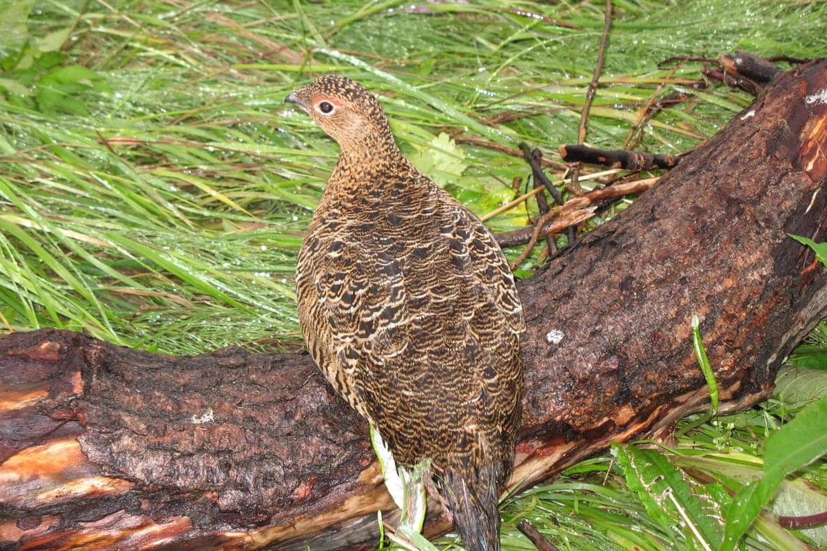 Willow Ptarmigan