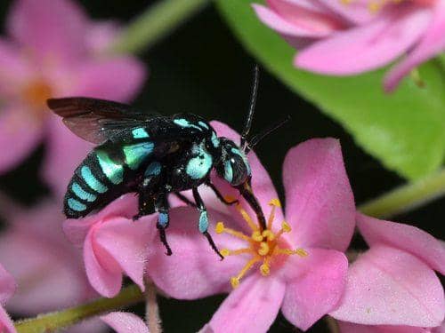 neon cuckoo bee