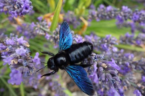 violet carpenter bee