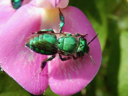 green orchid bee