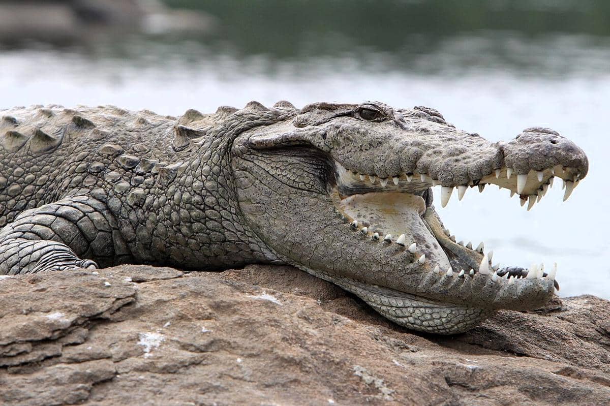 7 Fakta Unik Buaya Rawa, Reptil yang Pancing Mangsanya dengan Alat