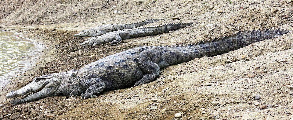 Buaya rawa terlihat berjemur di Chabahar, Iran.