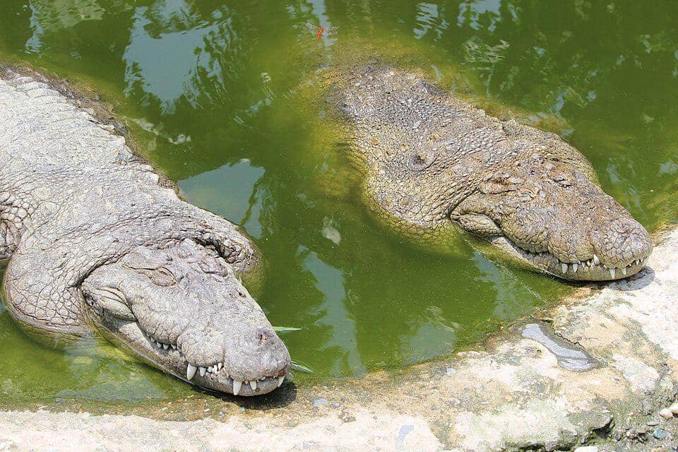 Buaya rawa sedang berkubang santai.