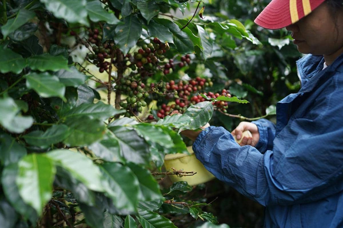 5 Komoditas Perkebunan yang Mendominasi Pasar Global, Kopi hingga Teh!