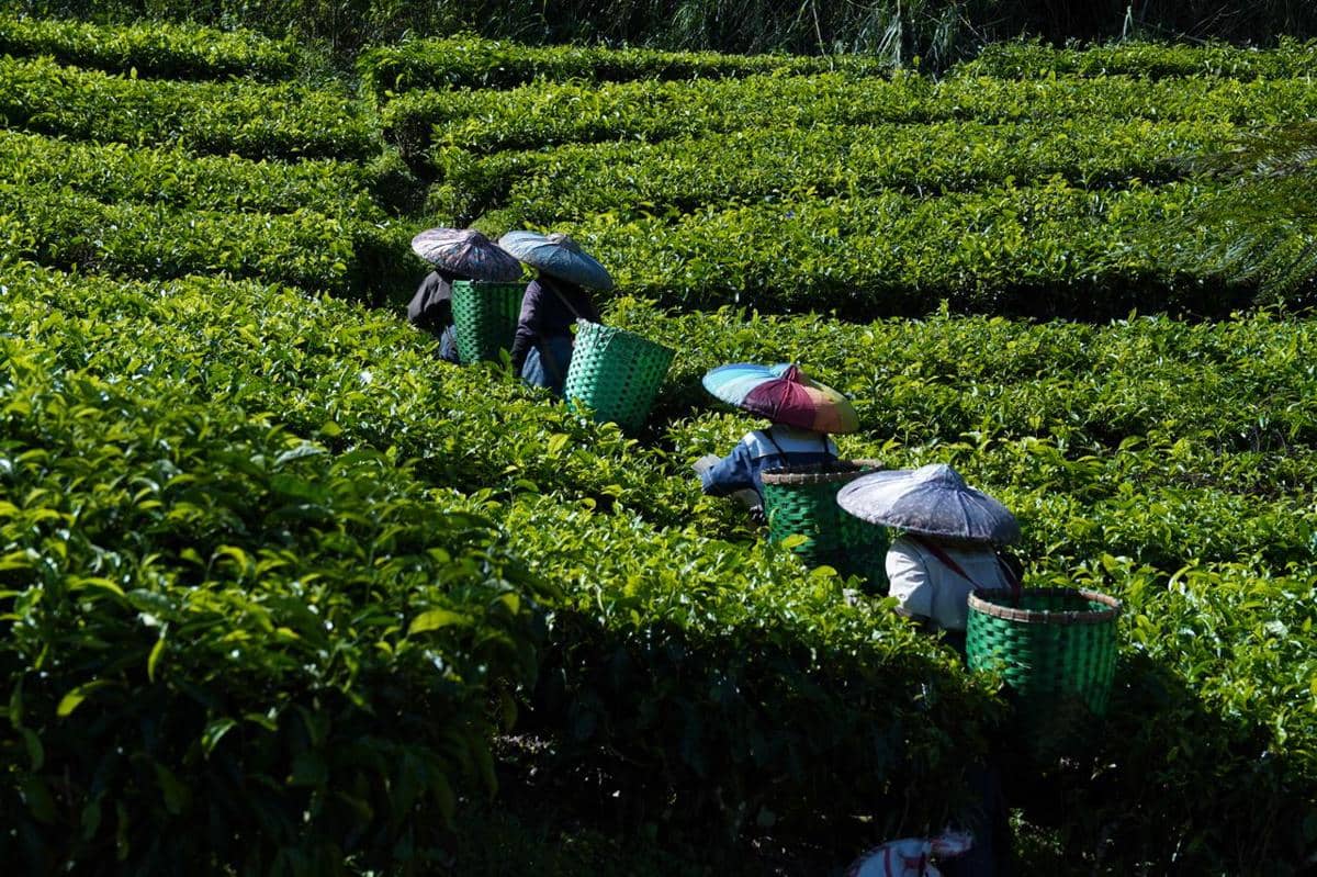 ilustrasi kebun teh