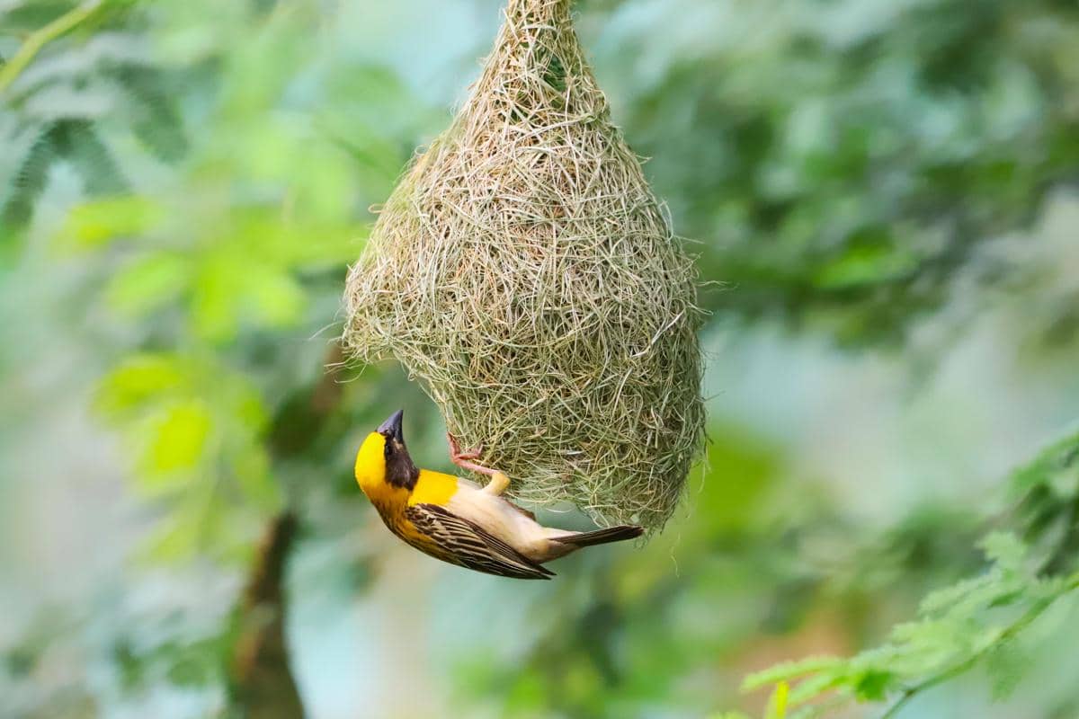 5 Burung dengan Mahakarya Sarang Paling Menakjubkan di Alam Liar