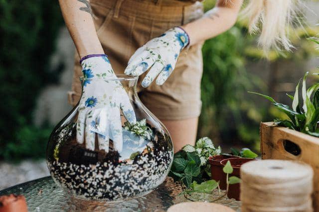 ilustrasi terrarium