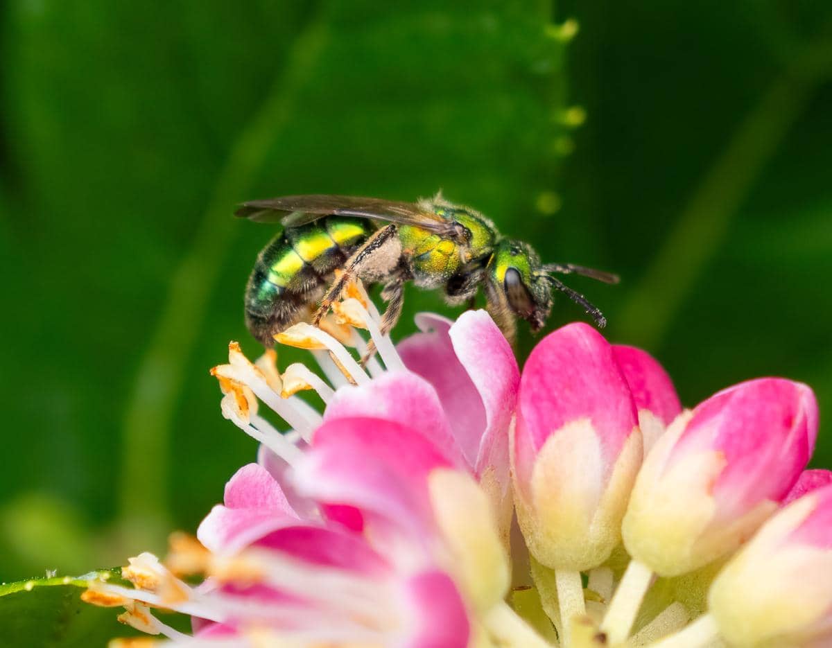 green sweat bee
