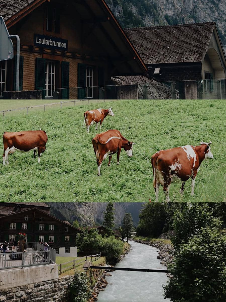 Pemandangan indah Desa Lauterbrunnen dengan rumah kayu tradisional, sapi-sapi merumput di padang hijau, dan sungai mengalir di lembah pegunungan.