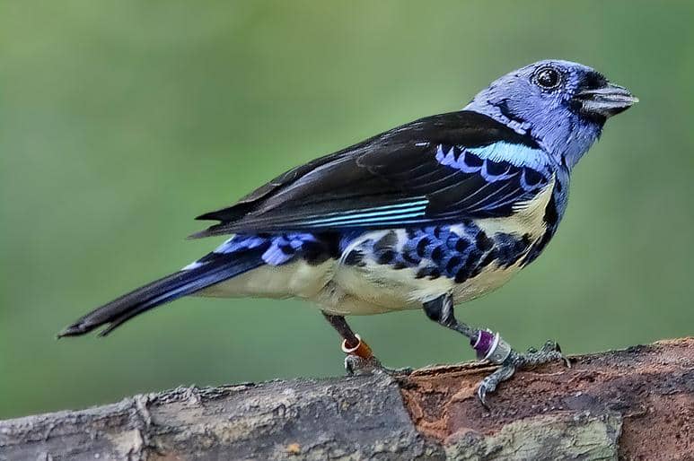 5 Fakta Turquoise Tanager, Burung Cantik Penghuni Hutan Hujan Amazon