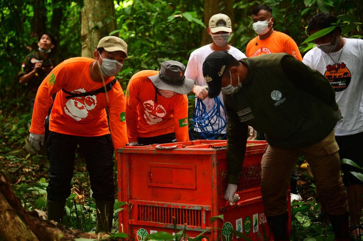 Hutan di Kaltim