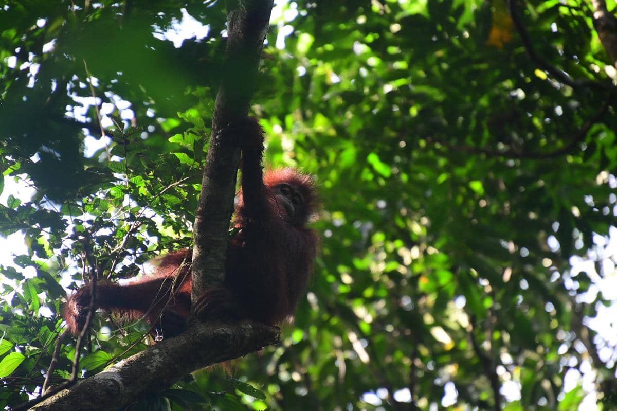 Orangutan 6.jpeg
