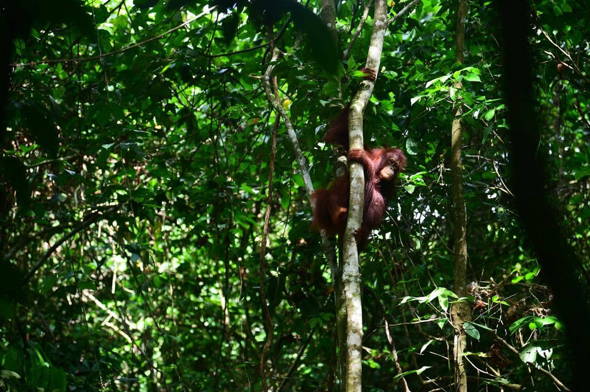 orangutan 12.jpeg