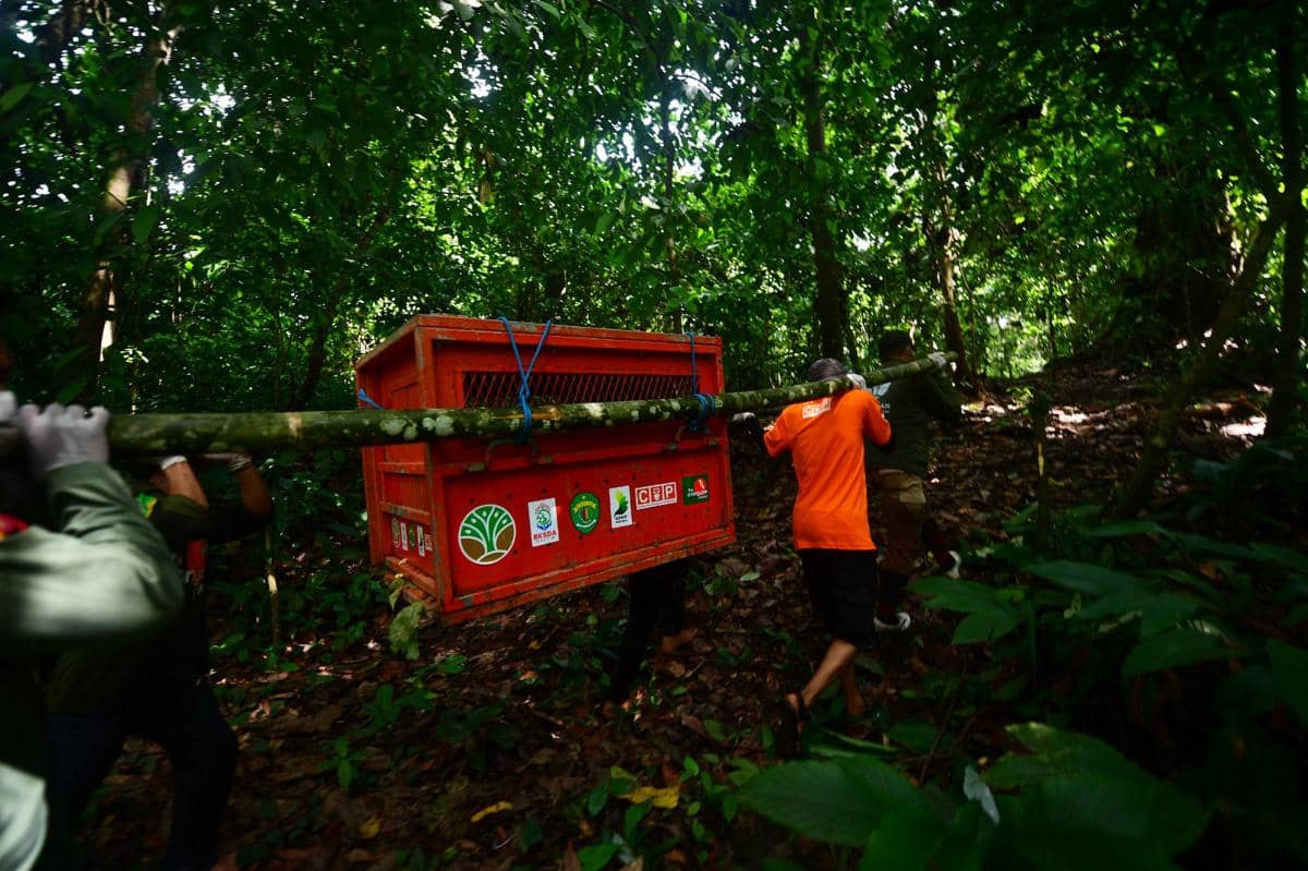 Hutan Kaltim
