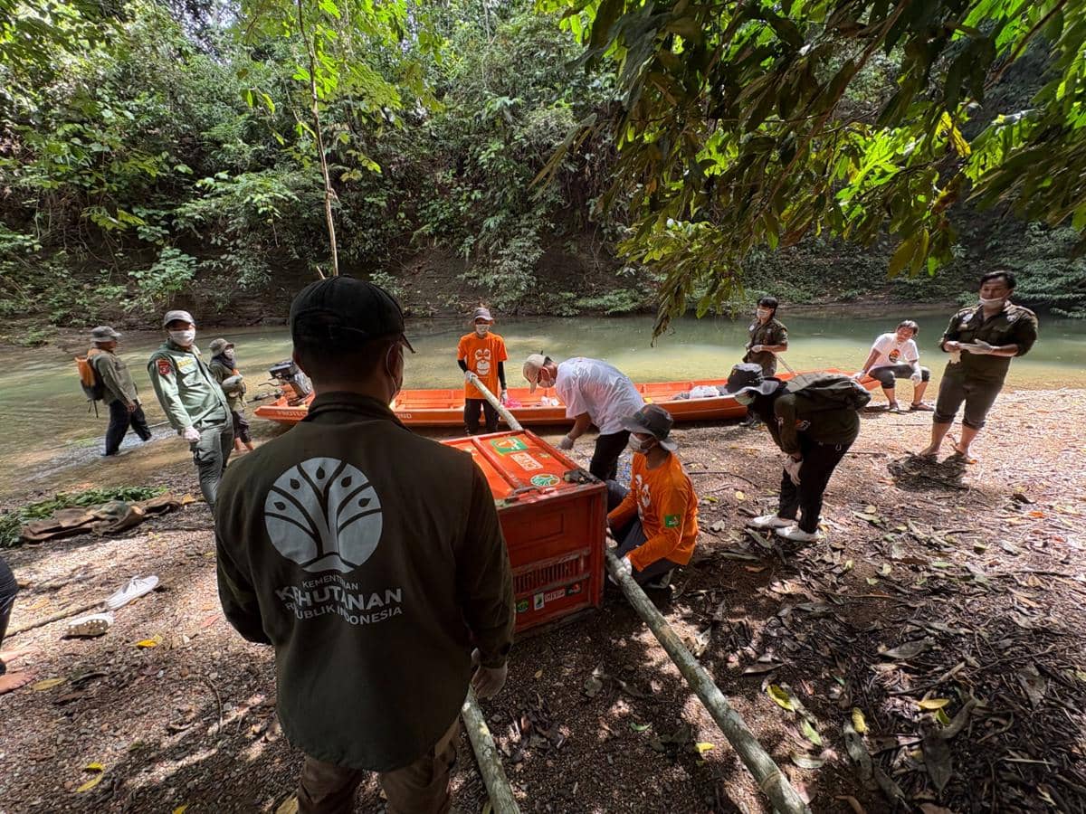 BKSDA Kaltim Kembalikan Tiga Orangutan ke Alam, Dipantau Tiga Bulan