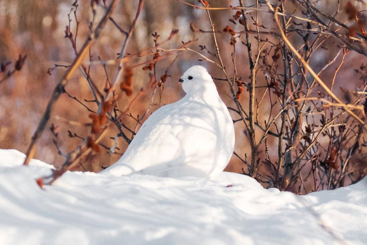 Willow Ptarmigan