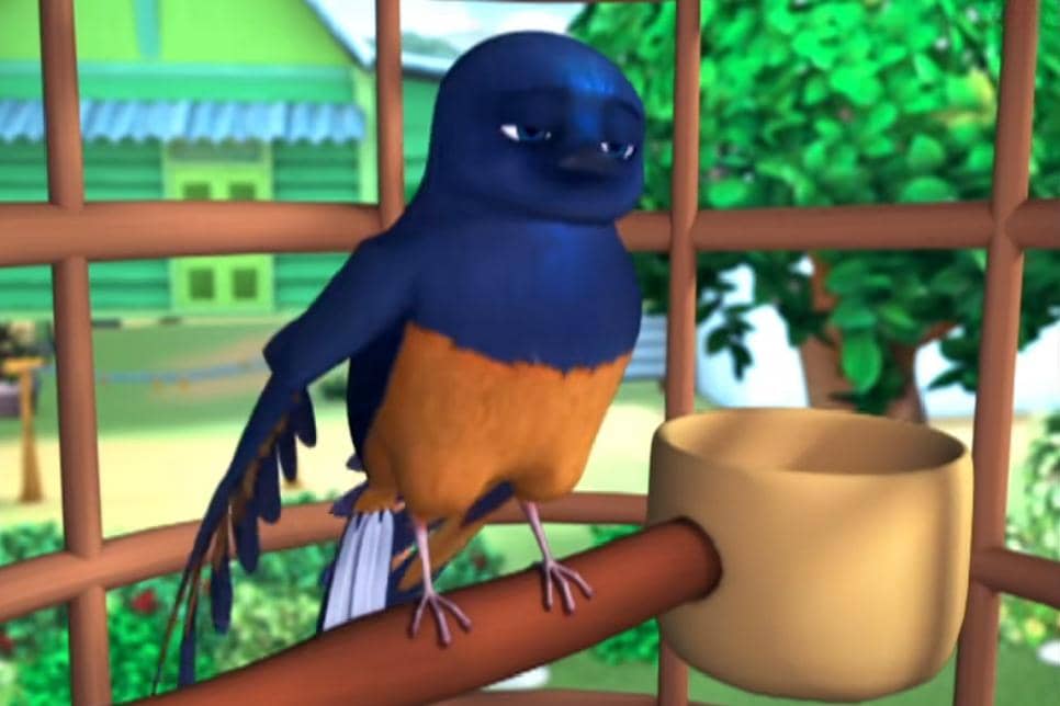 burung murai atau kucica yang sempat terluka dan akhirnya diobati dan dirawat sementara waktu oleh Tok Dalang