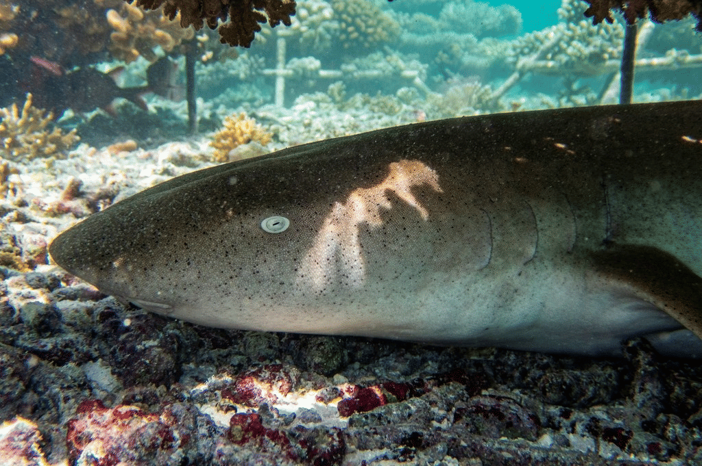 tawny nurse shark