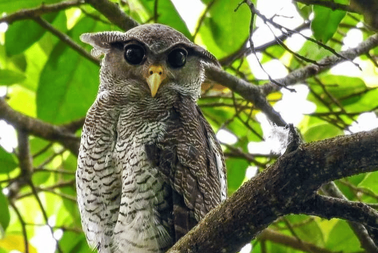 burung hantu elang bergaris