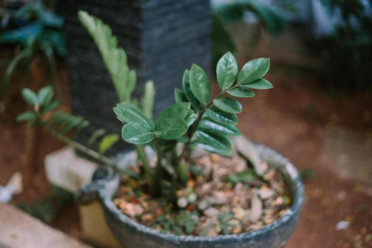 ilustrasi zamioculcas zamiifolia raven