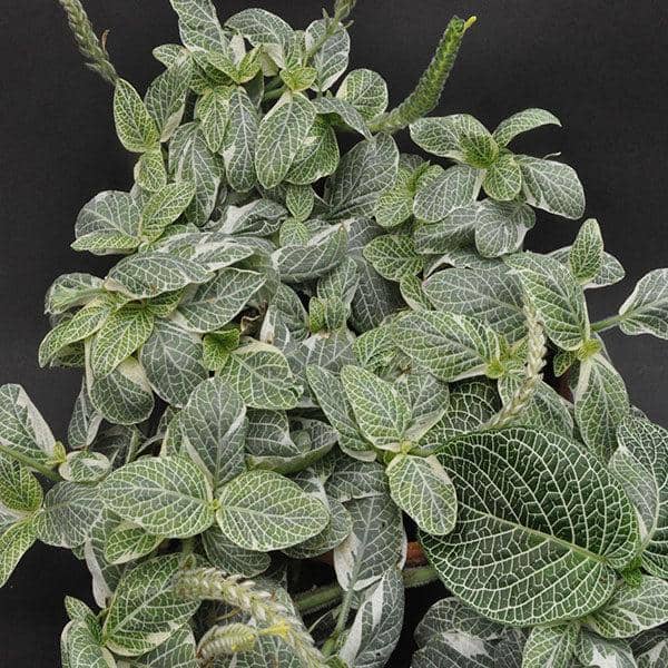 ilustrasi fittonia angel snow