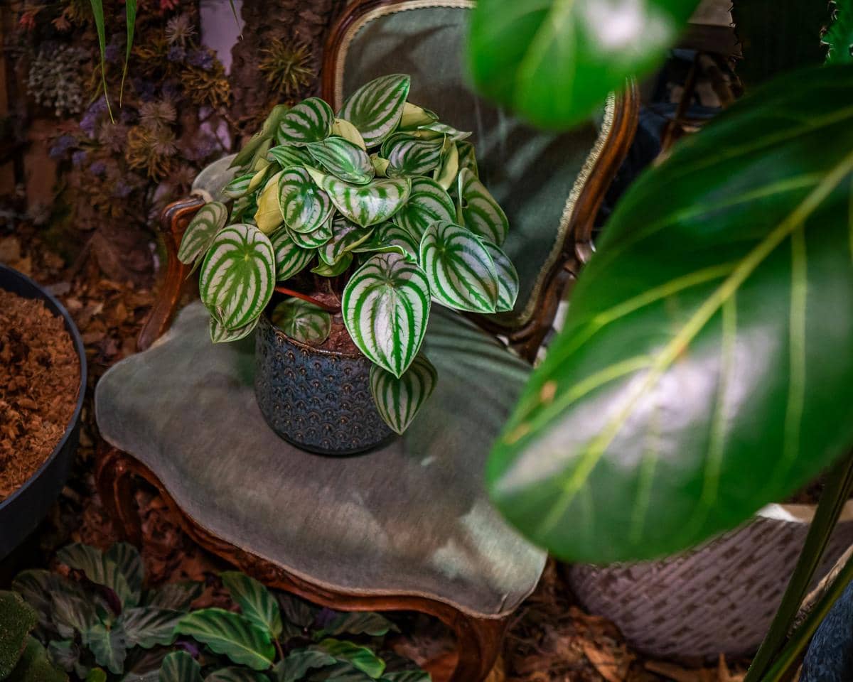 ilustrasi peperomia argyreia