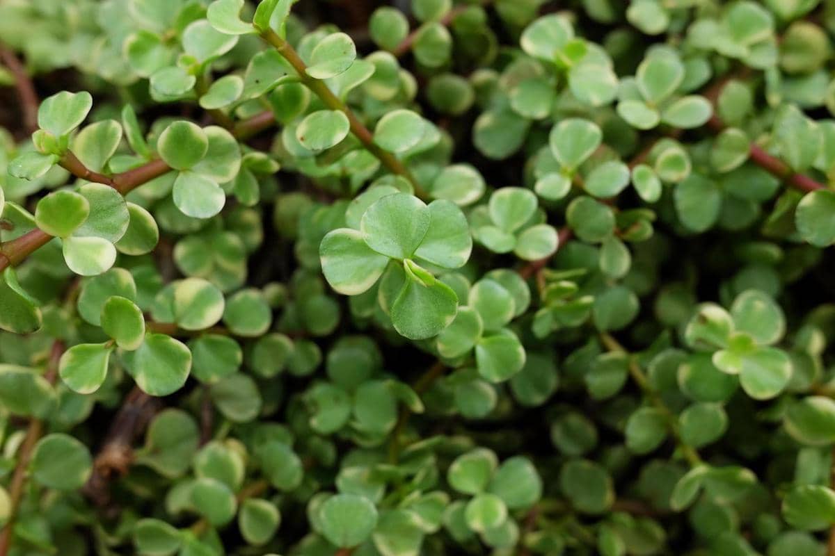 ilustrasi portulacaria afra variegata