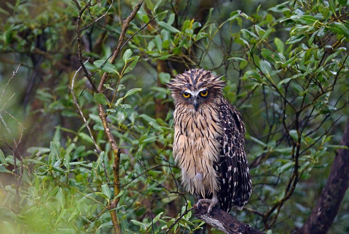 5 Burung Hantu dari Genus Ketupa yang Hidup di Thailand