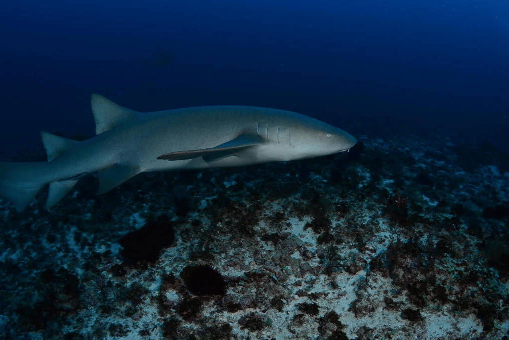 tawny nurse shark