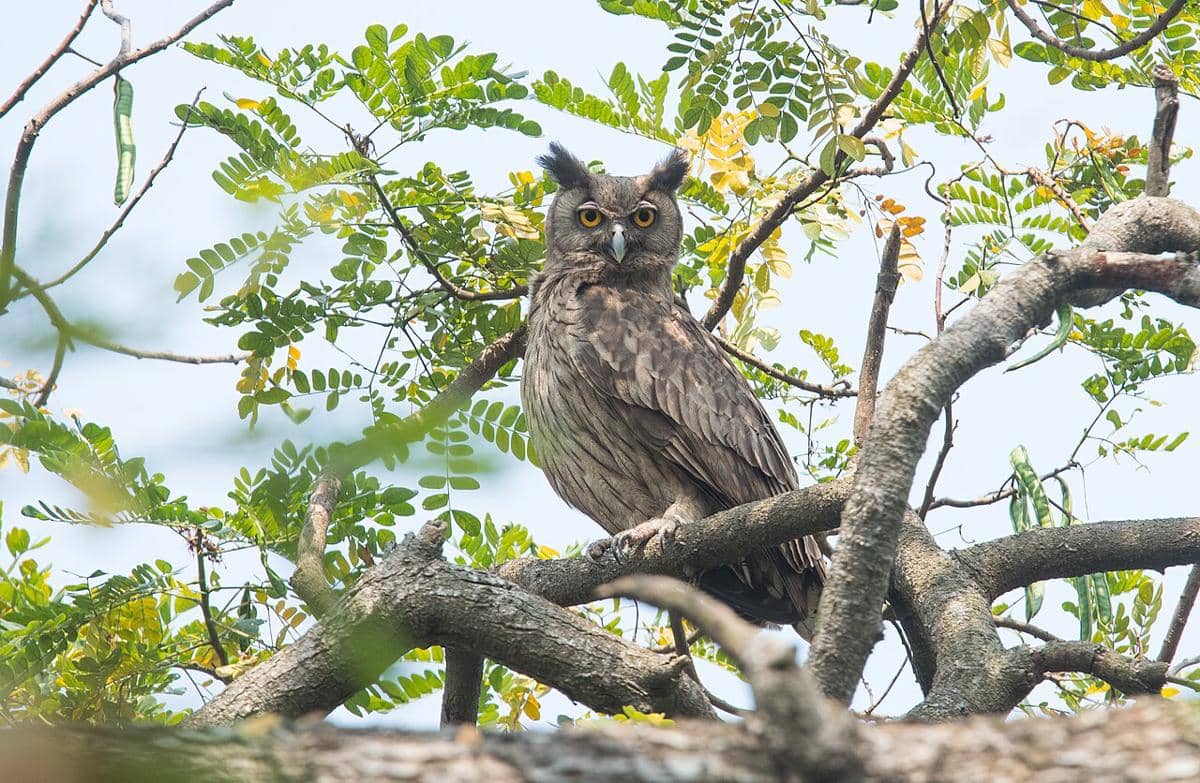 burung hantu elang gelap