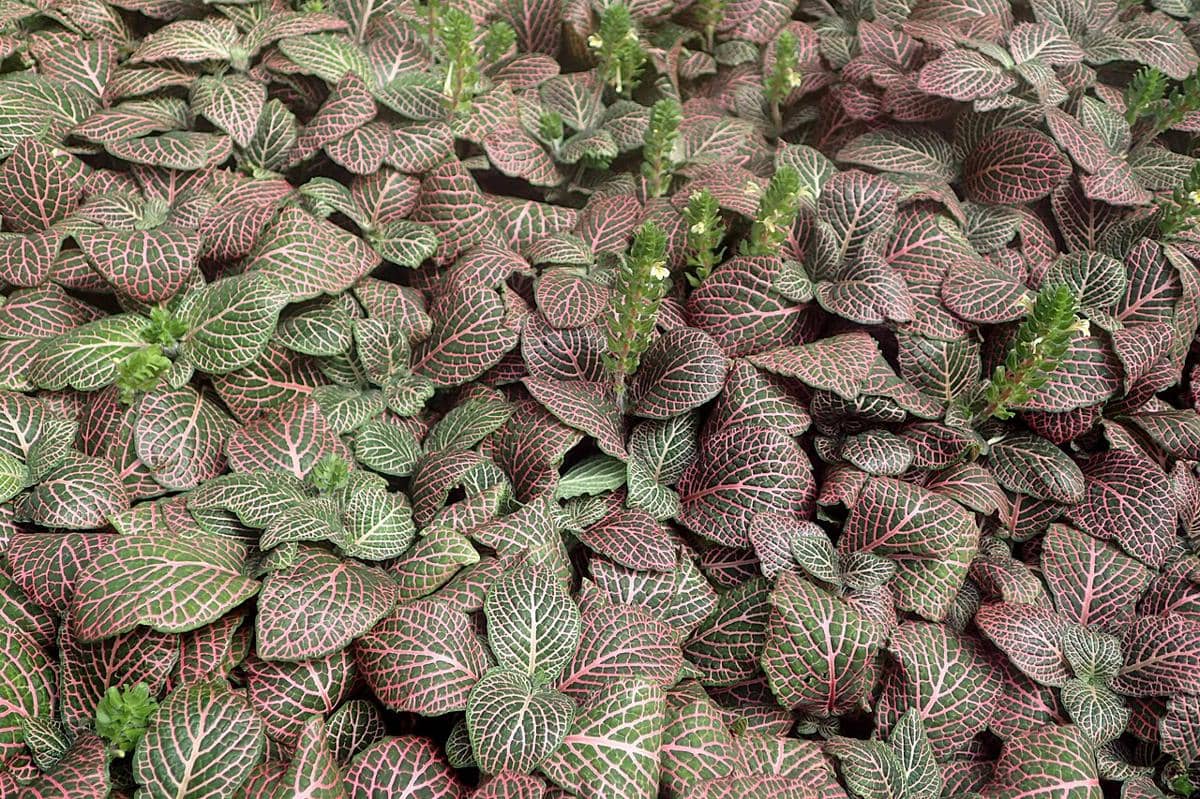 ilustrasi fittonia juanita