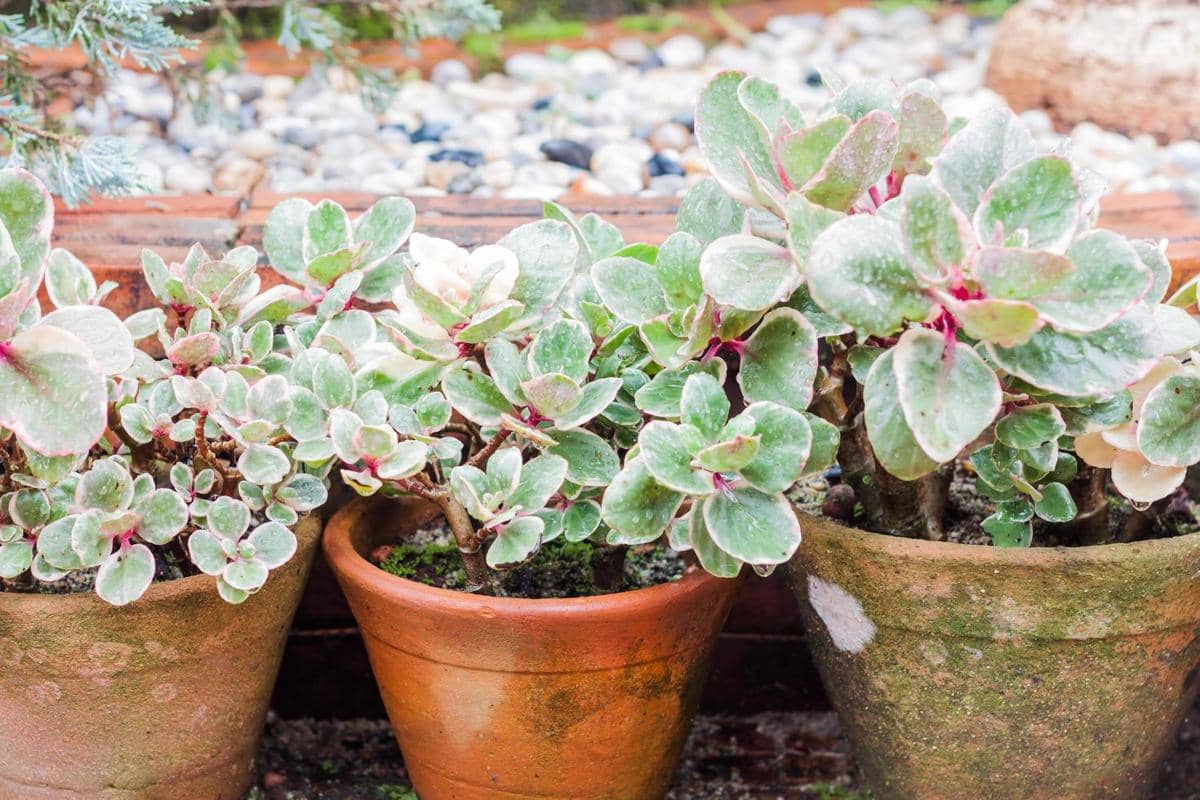 ilustrasi sedum spurium tricolor