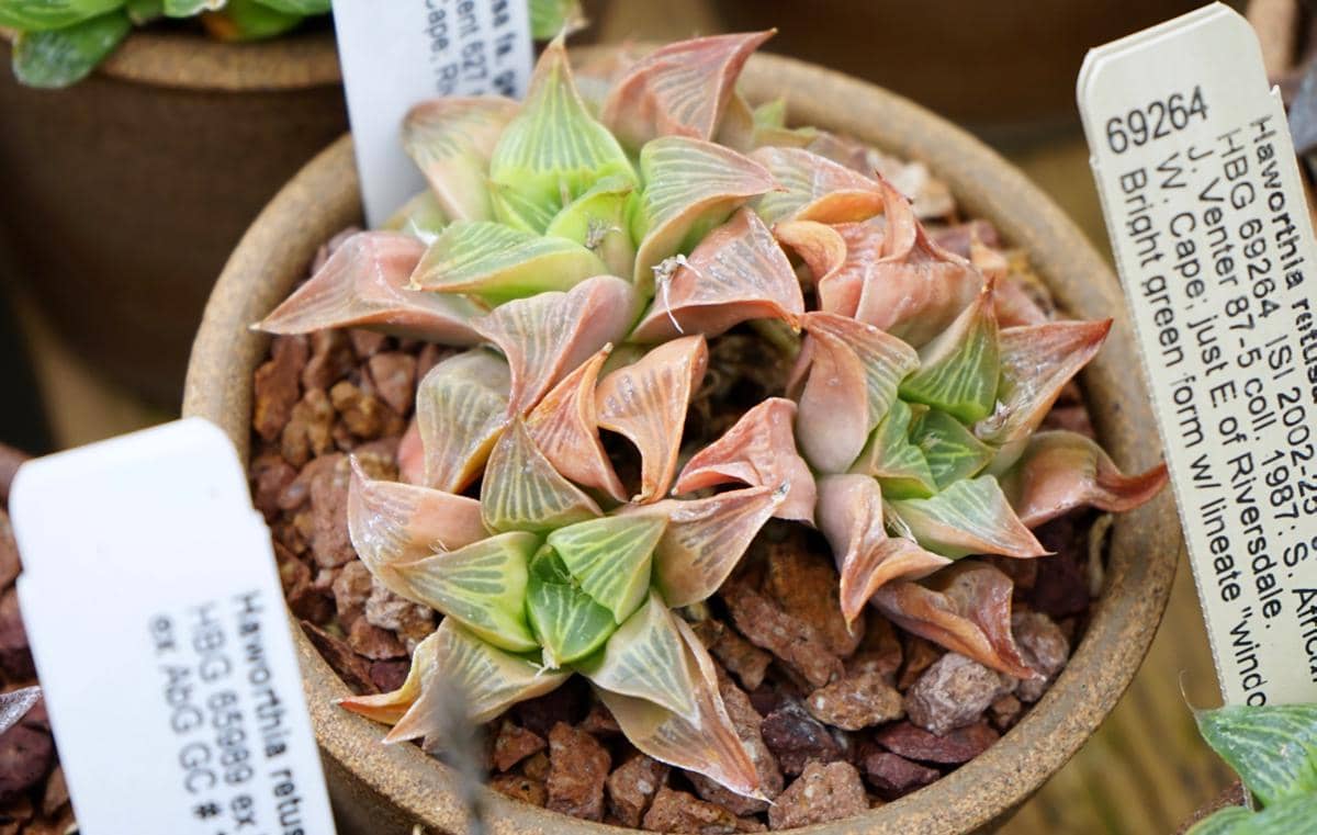 ilustrasi haworthia retusa
