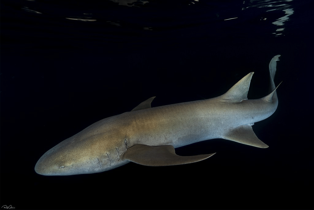tawny nurse shark