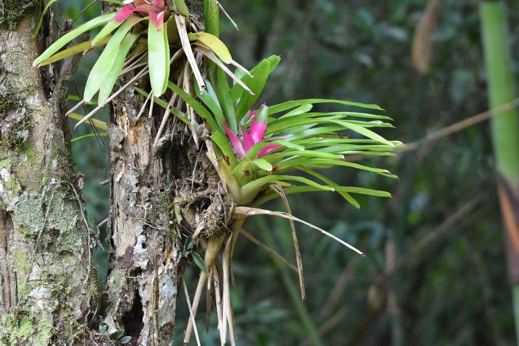 Tanaman Neoregelia carolinae
