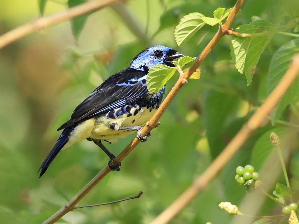 Burung Tangara mexicana