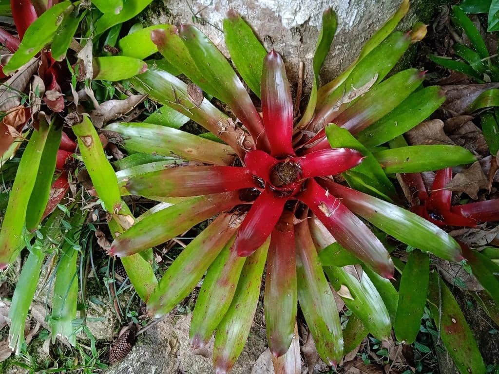 Tanaman Neoregelia carolinae