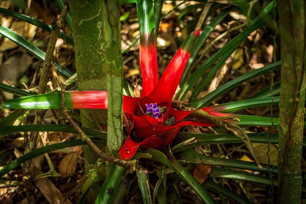 Tanaman Neoregelia carolinae